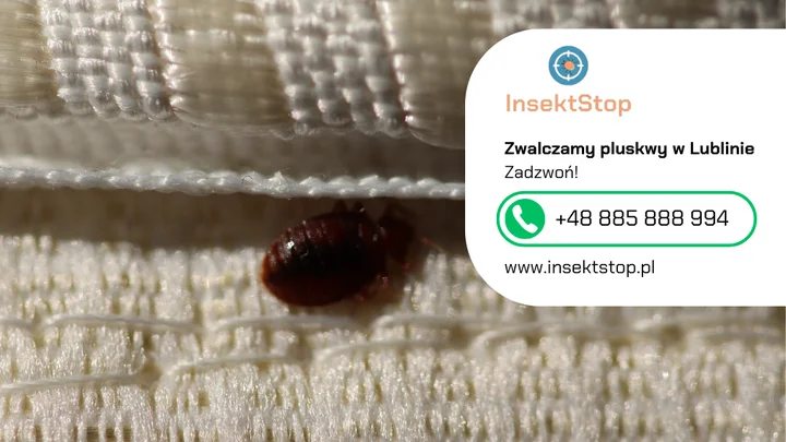 9-zwalczanie-pluskiew-lublin-insektstop-20250916100429.webp