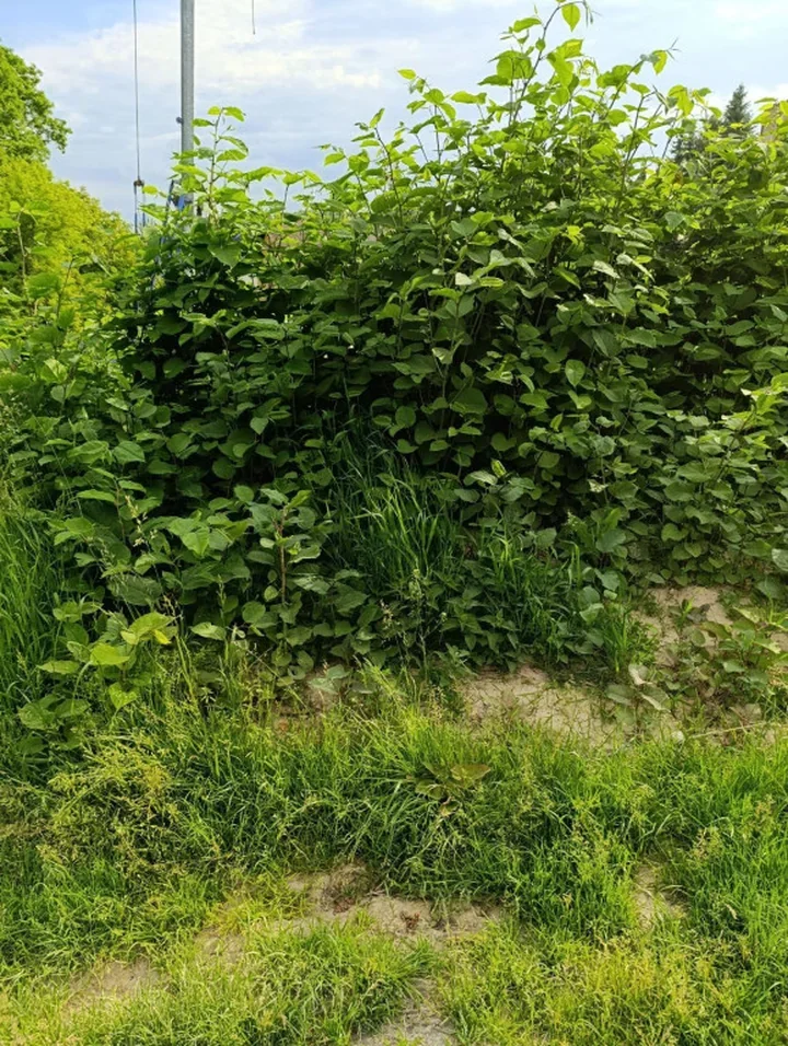 Rdestowiec zajmuje 900 m² w Lublinie. Miasto stosuje kilka metod