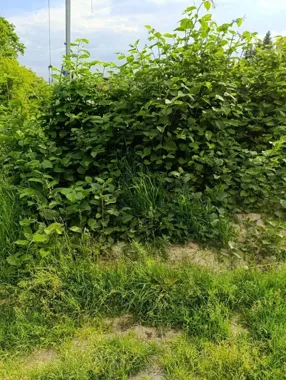 Rdestowiec zajmuje 900 m² w Lublinie. Miasto stosuje kilka metod