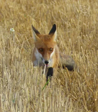 Lisy znów dostaną szczepionkę, a właściciele psów i kotów muszą uważać