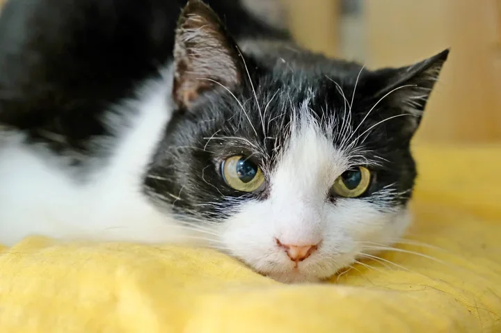 Światowy Dzień Kota – warsztaty, porady behawiorystki i loteria w QLub