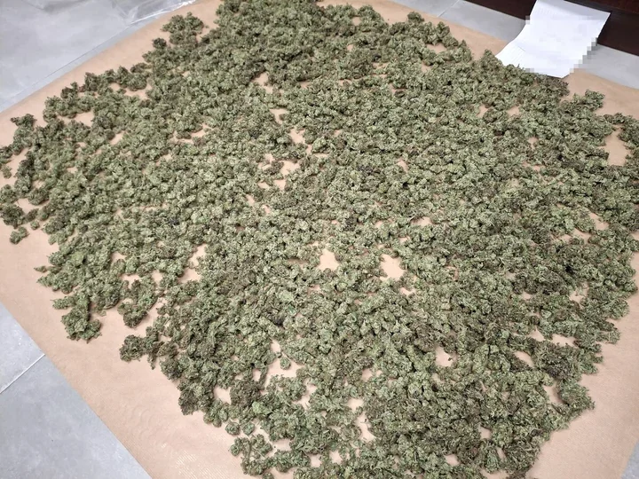 Blisko 3 kg suszącej się marihuany i dwie sztuki broni. 41-latek aresztowany