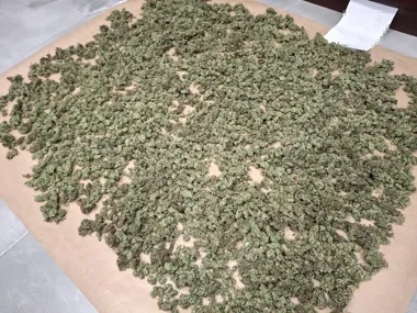 Blisko 3 kg suszącej się marihuany i dwie sztuki broni. 41-latek aresztowany